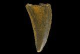 Serrated, Raptor Tooth - Real Dinosaur Tooth #176210-1